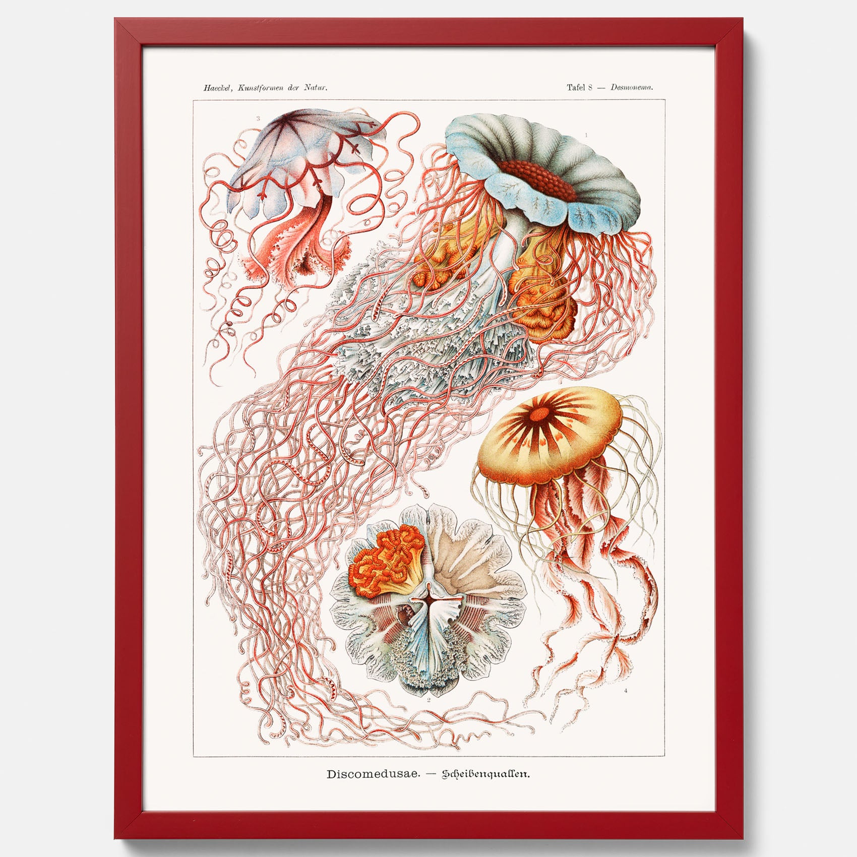 Maneter poster  – Havsposter med skivmaneter av Ernst Haeckel
