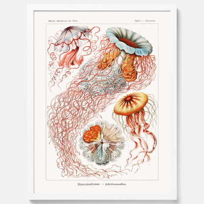 Maneter poster  – Havsposter med skivmaneter av Ernst Haeckel