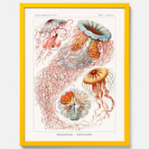 Maneter poster  – Havsposter med skivmaneter av Ernst Haeckel