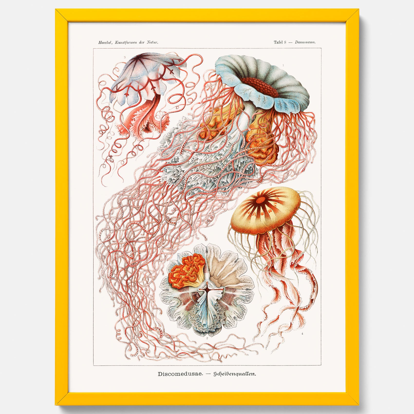 Maneter poster  – Havsposter med skivmaneter av Ernst Haeckel