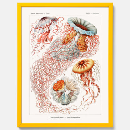 Maneter poster  – Havsposter med skivmaneter av Ernst Haeckel