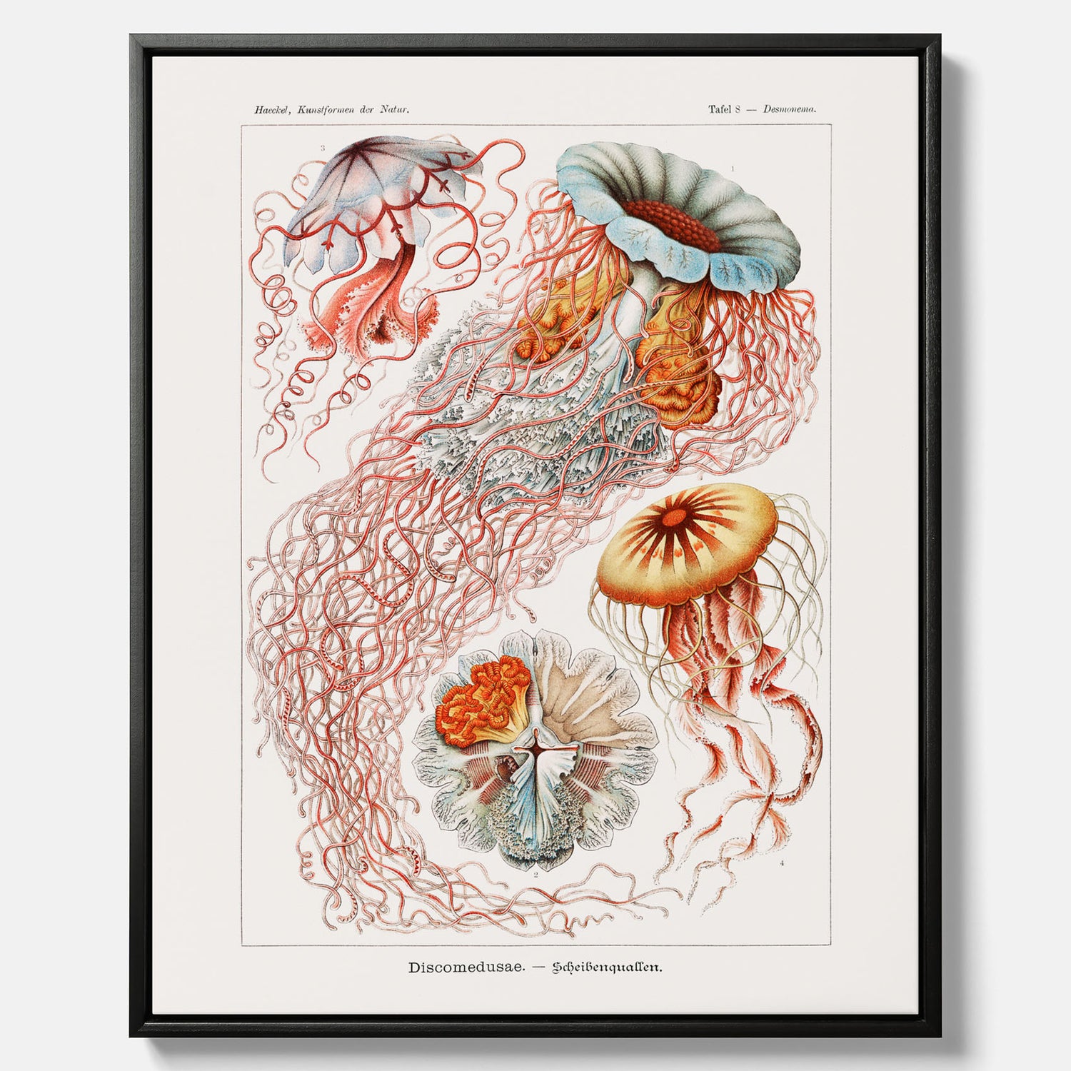 Canvastavla med Maneter  – Havsposter med skivmaneter av Ernst Haeckel
