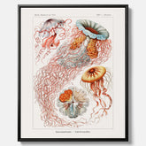 Canvastavla med Maneter  – Havsposter med skivmaneter av Ernst Haeckel