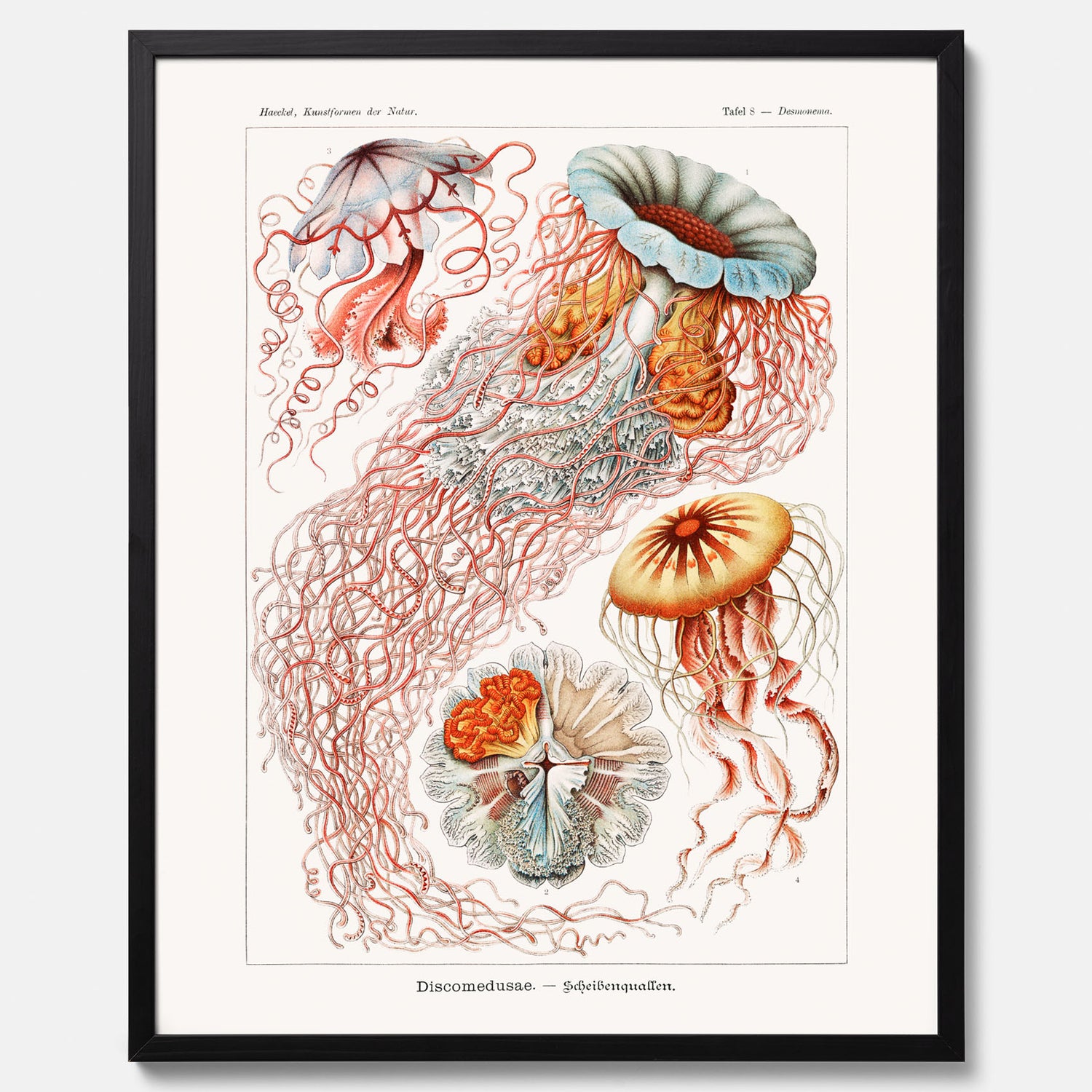 Maneter poster  – Havsposter med skivmaneter av Ernst Haeckel