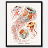 Maneter poster  – Havsposter med skivmaneter av Ernst Haeckel