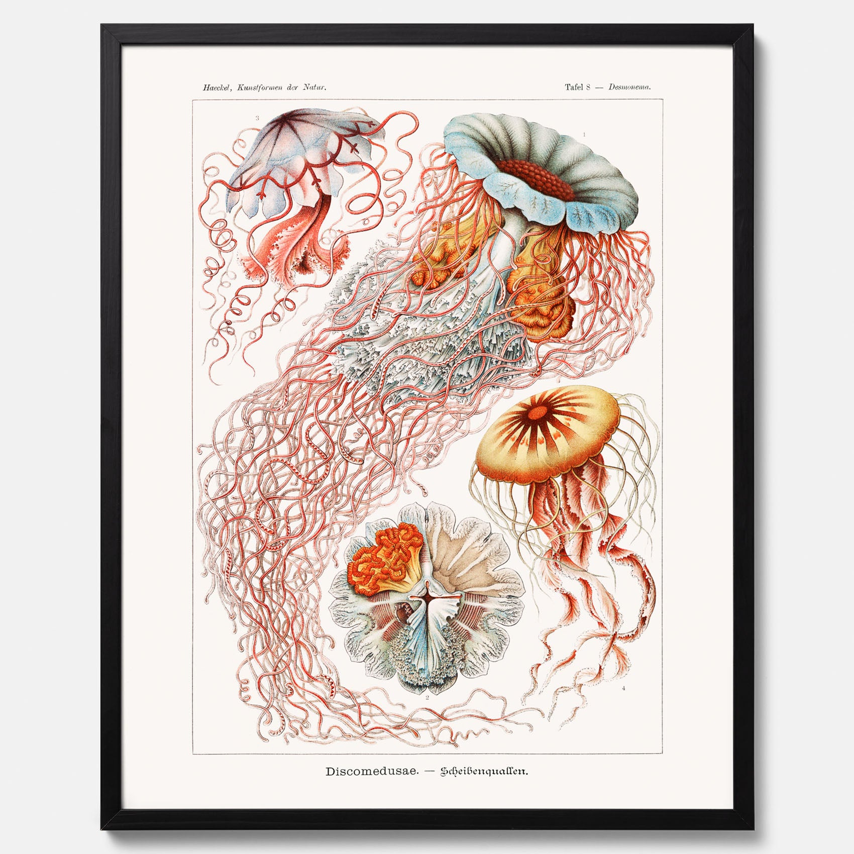 Maneter poster  – Havsposter med skivmaneter av Ernst Haeckel