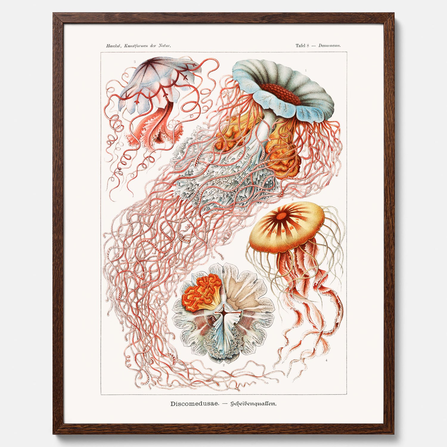 Maneter poster  – Havsposter med skivmaneter av Ernst Haeckel