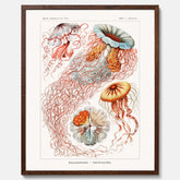 Maneter poster  – Havsposter med skivmaneter av Ernst Haeckel