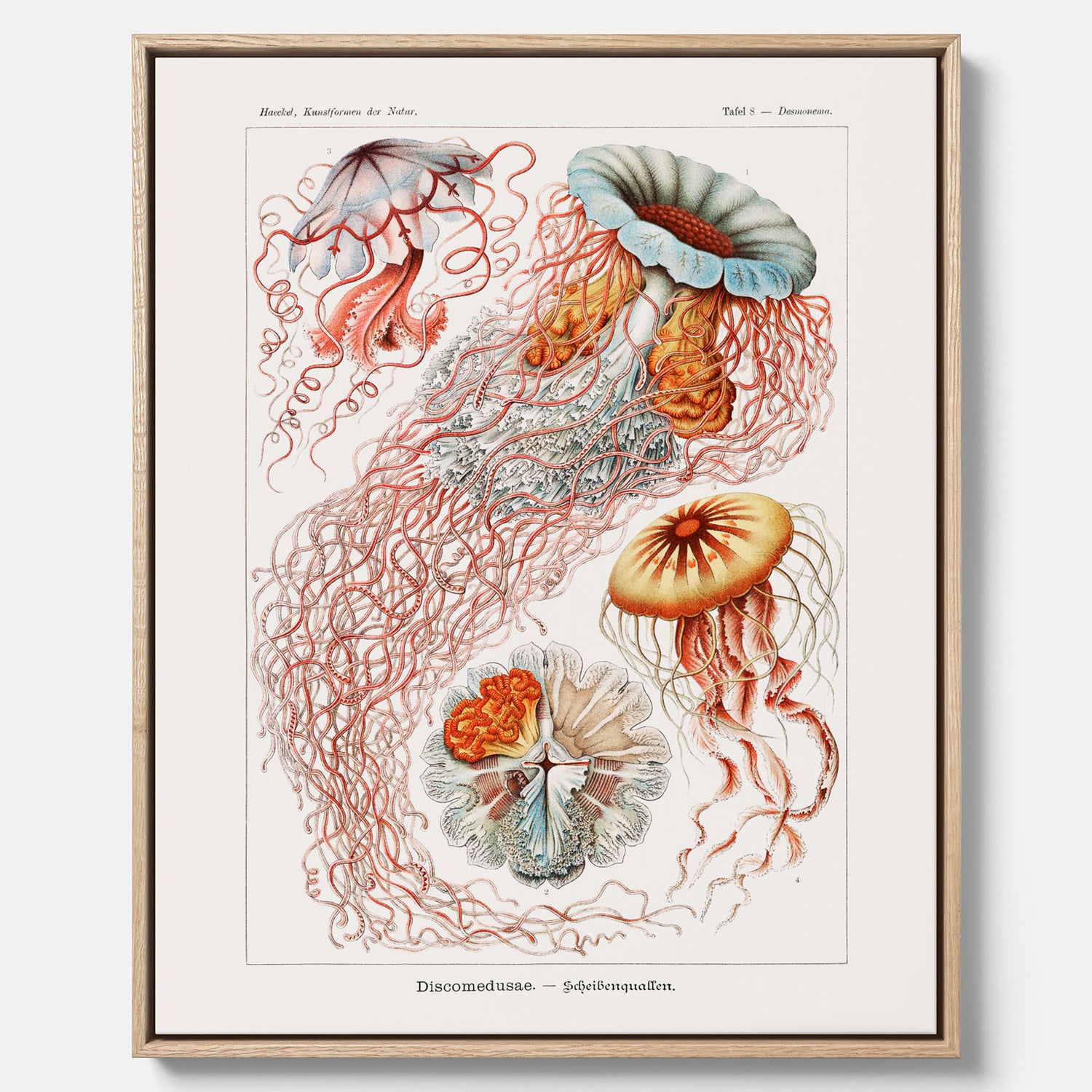 Canvastavla med Maneter  – Havsposter med skivmaneter av Ernst Haeckel