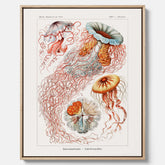 Canvastavla med Maneter  – Havsposter med skivmaneter av Ernst Haeckel