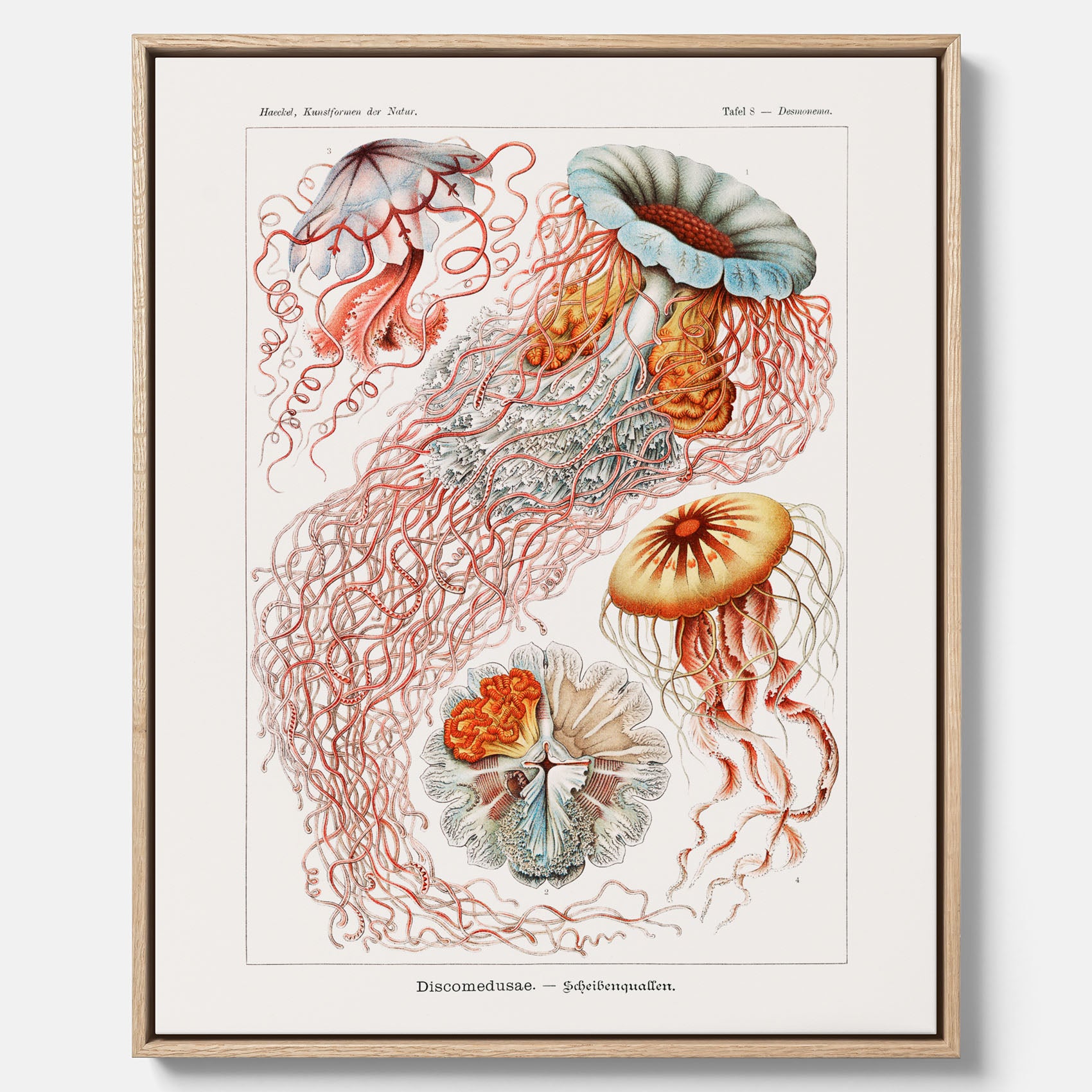 Canvastavla med Maneter  – Havsposter med skivmaneter av Ernst Haeckel