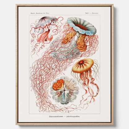 Canvastavla med Maneter  – Havsposter med skivmaneter av Ernst Haeckel