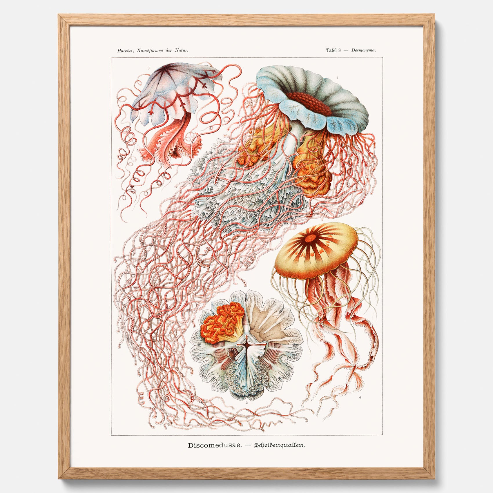 Maneter poster  – Havsposter med skivmaneter av Ernst Haeckel