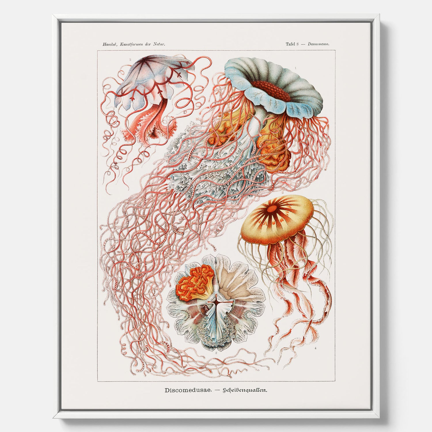 Canvastavla med Maneter  – Havsposter med skivmaneter av Ernst Haeckel