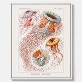 Canvastavla med Maneter  – Havsposter med skivmaneter av Ernst Haeckel