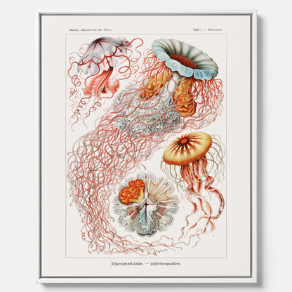 Canvastavla med Maneter  – Havsposter med skivmaneter av Ernst Haeckel