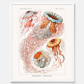 Maneter poster  – Havsposter med skivmaneter av Ernst Haeckel