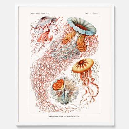 Maneter poster  – Havsposter med skivmaneter av Ernst Haeckel