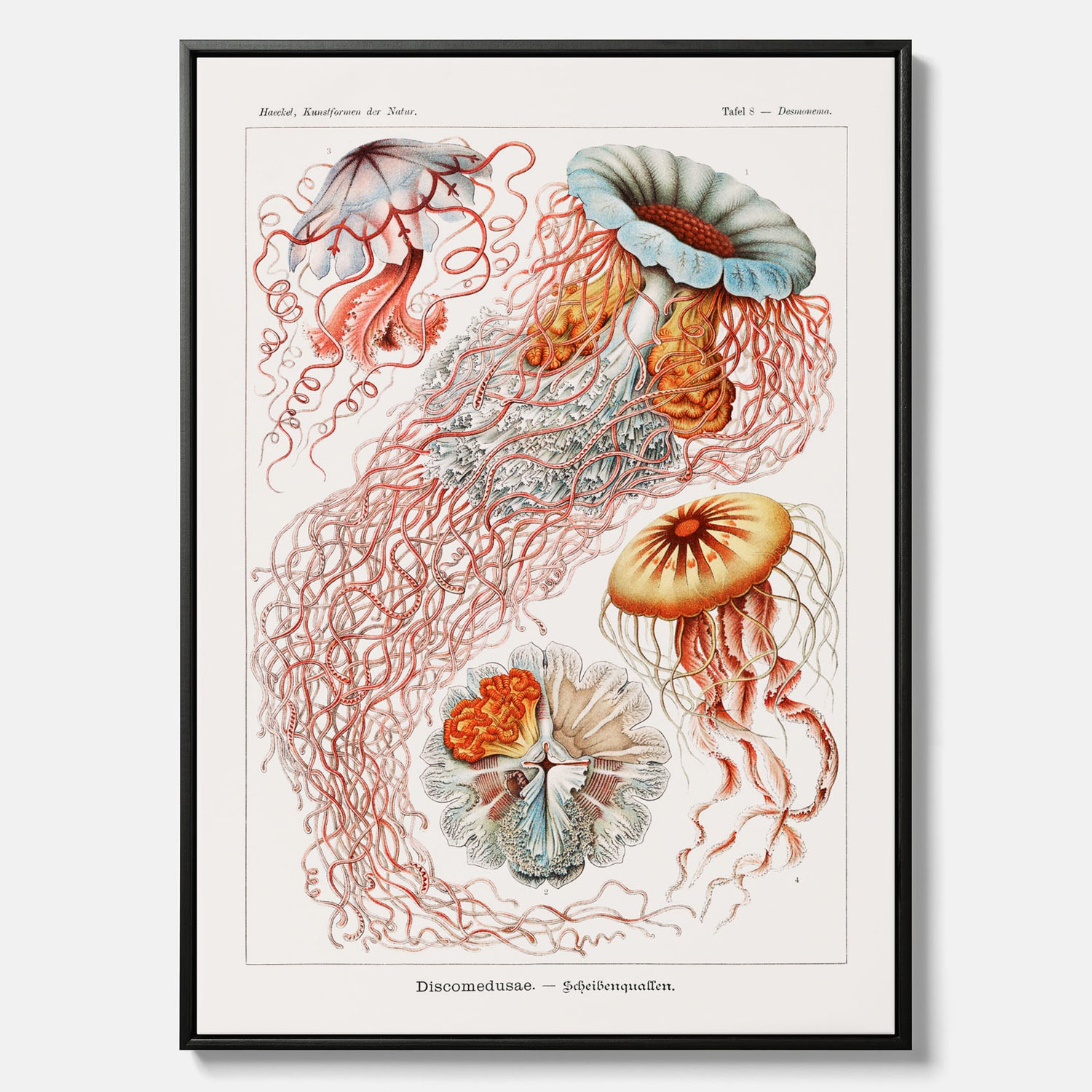 Canvastavla med Maneter  – Havsposter med skivmaneter av Ernst Haeckel