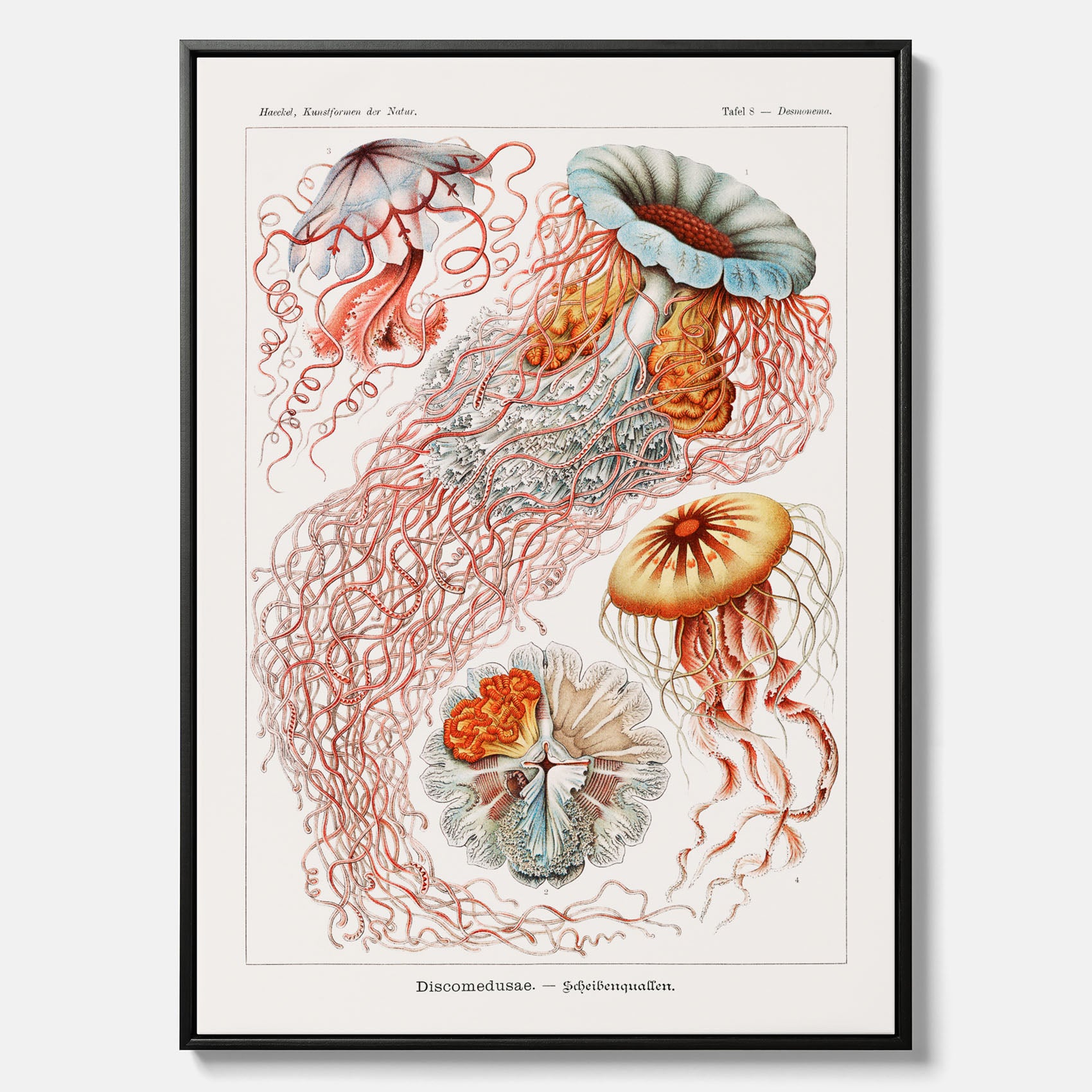 Canvastavla med Maneter  – Havsposter med skivmaneter av Ernst Haeckel