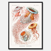 Maneter poster  – Havsposter med skivmaneter av Ernst Haeckel