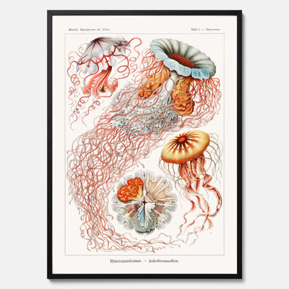 Maneter poster  – Havsposter med skivmaneter av Ernst Haeckel