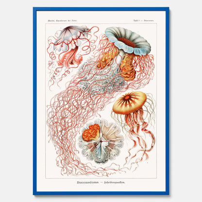 Maneter poster  – Havsposter med skivmaneter av Ernst Haeckel