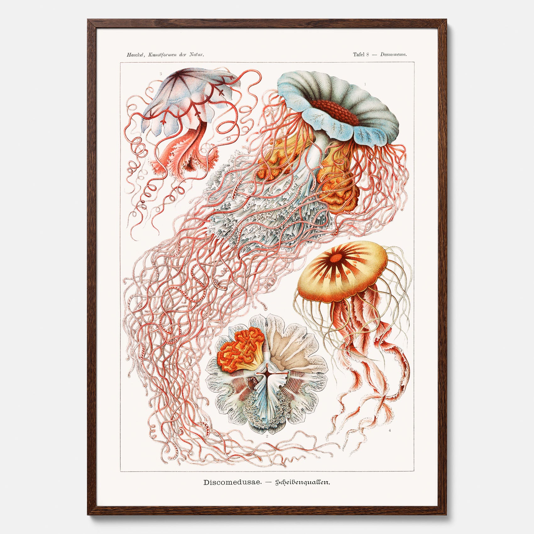 Maneter poster  – Havsposter med skivmaneter av Ernst Haeckel