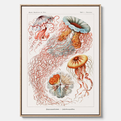 Canvastavla med Maneter  – Havsposter med skivmaneter av Ernst Haeckel
