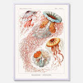 Maneter poster  – Havsposter med skivmaneter av Ernst Haeckel