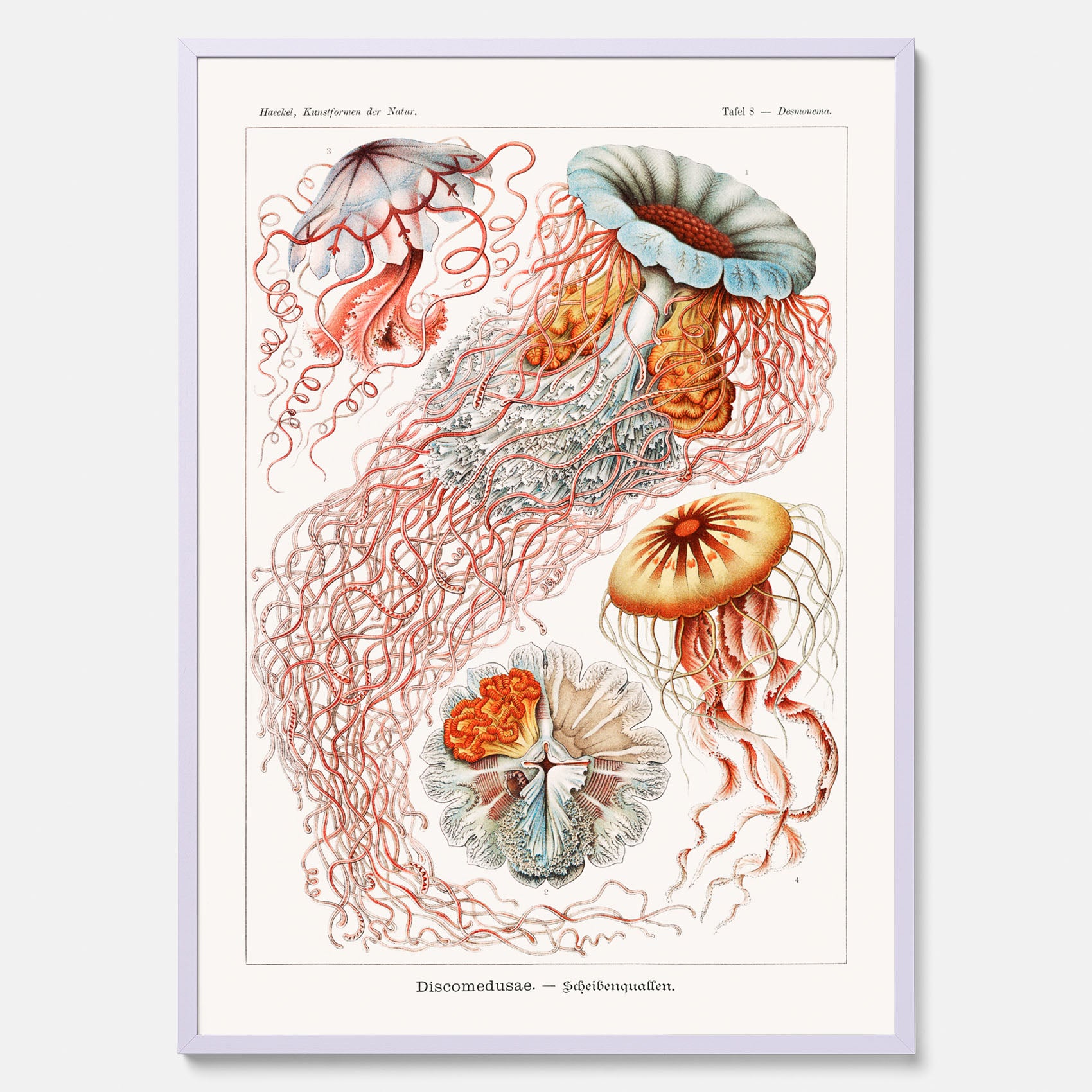 Maneter poster  – Havsposter med skivmaneter av Ernst Haeckel