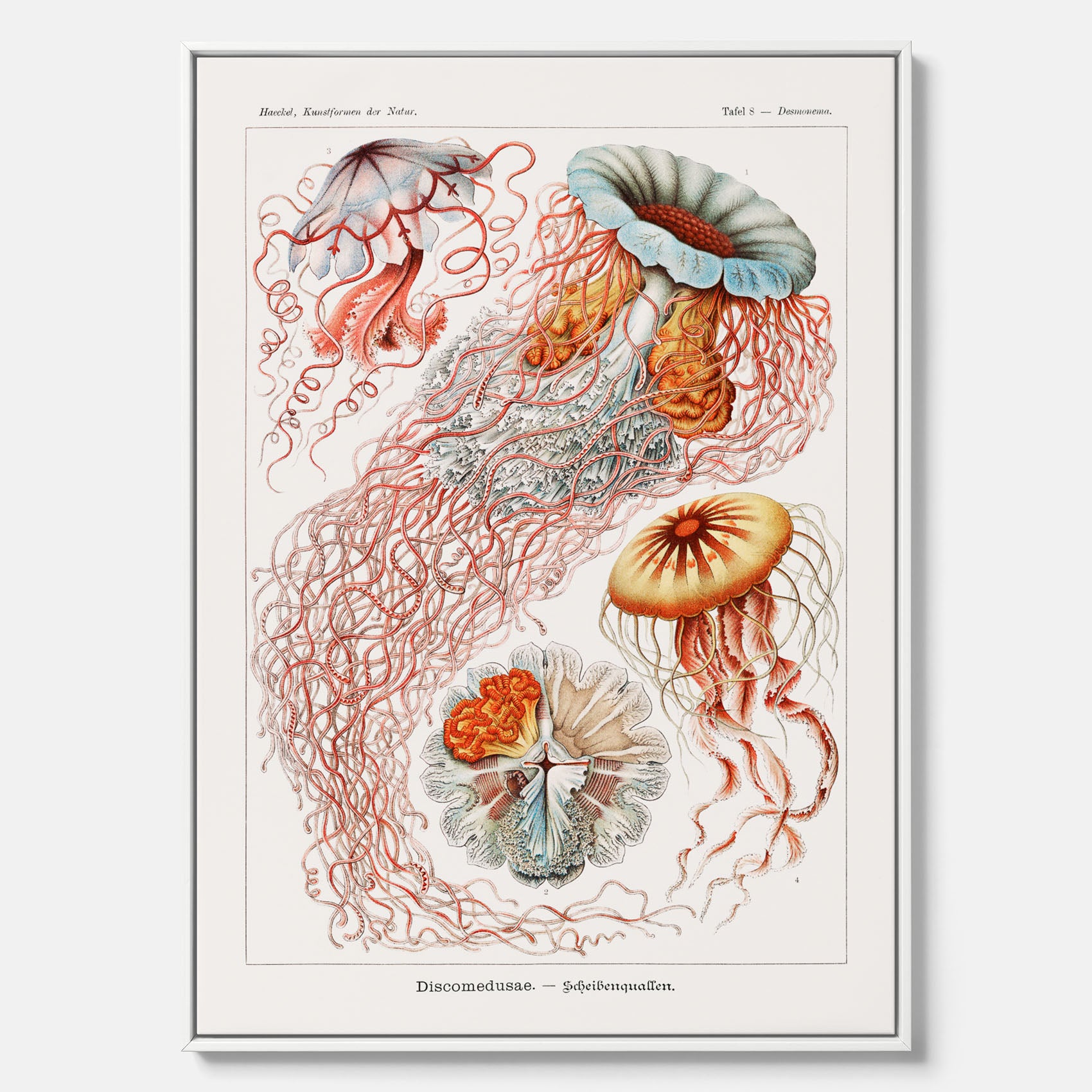 Canvastavla med Maneter  – Havsposter med skivmaneter av Ernst Haeckel