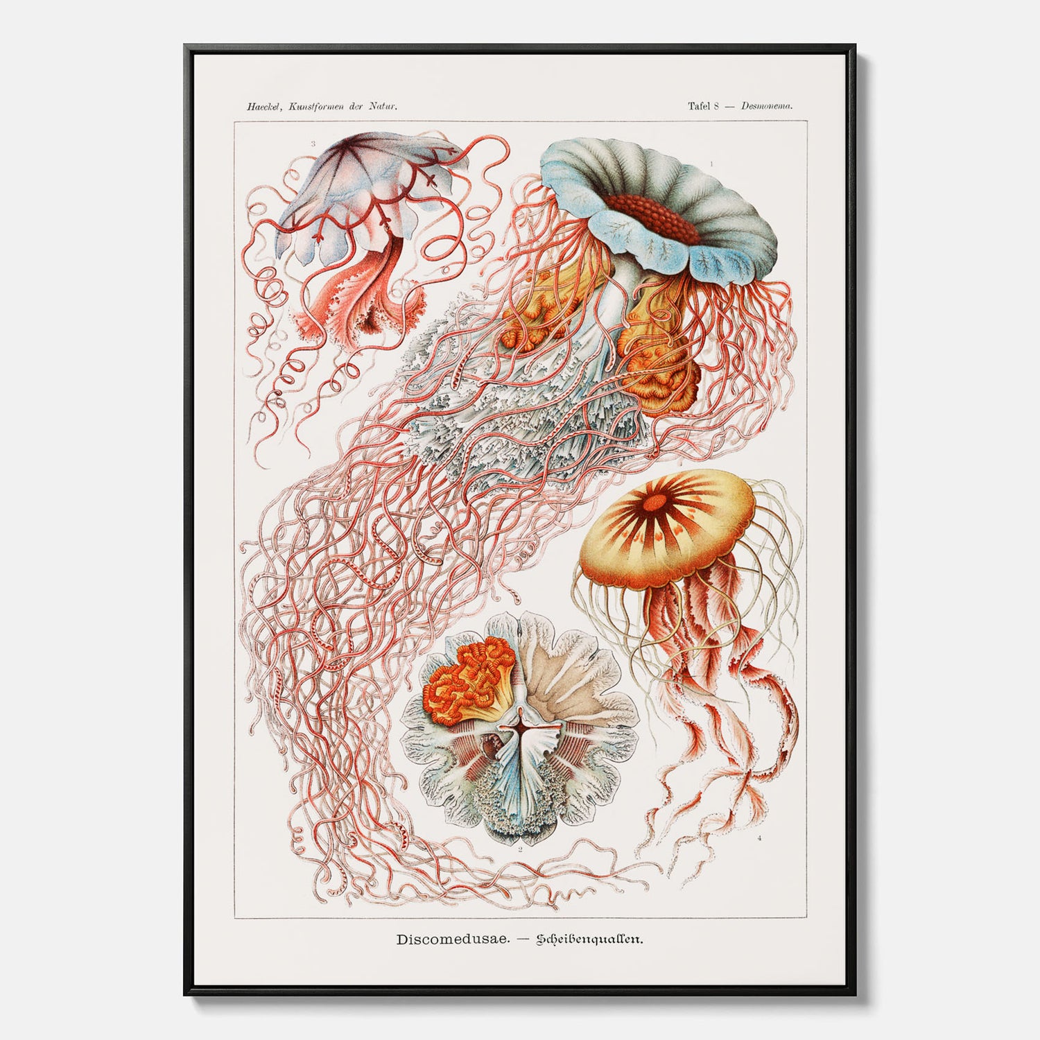 Canvastavla med Maneter  – Havsposter med skivmaneter av Ernst Haeckel