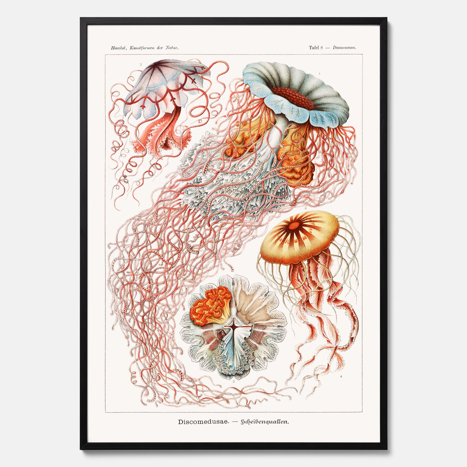 Maneter poster  – Havsposter med skivmaneter av Ernst Haeckel