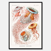 Maneter poster  – Havsposter med skivmaneter av Ernst Haeckel
