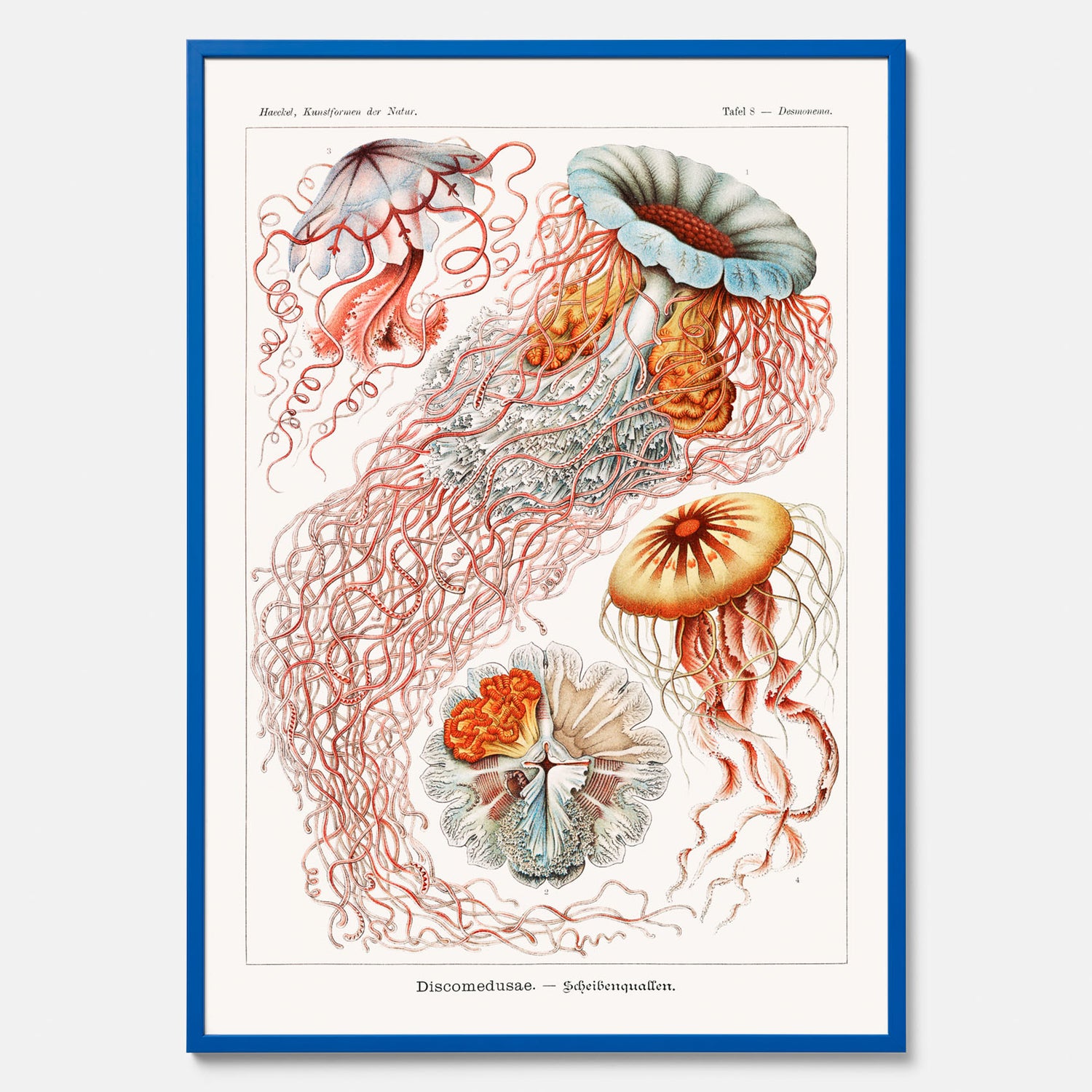 Maneter poster  – Havsposter med skivmaneter av Ernst Haeckel