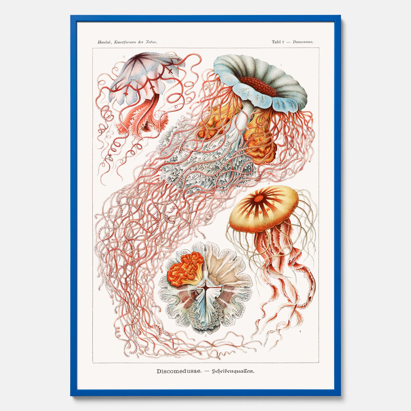 Maneter poster  – Havsposter med skivmaneter av Ernst Haeckel