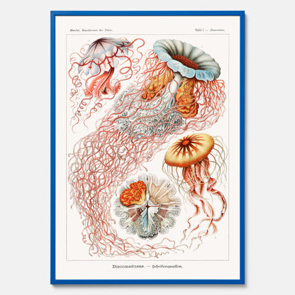 Maneter poster  – Havsposter med skivmaneter av Ernst Haeckel
