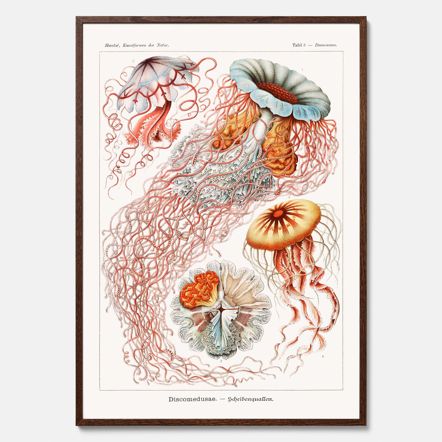 Maneter poster  – Havsposter med skivmaneter av Ernst Haeckel
