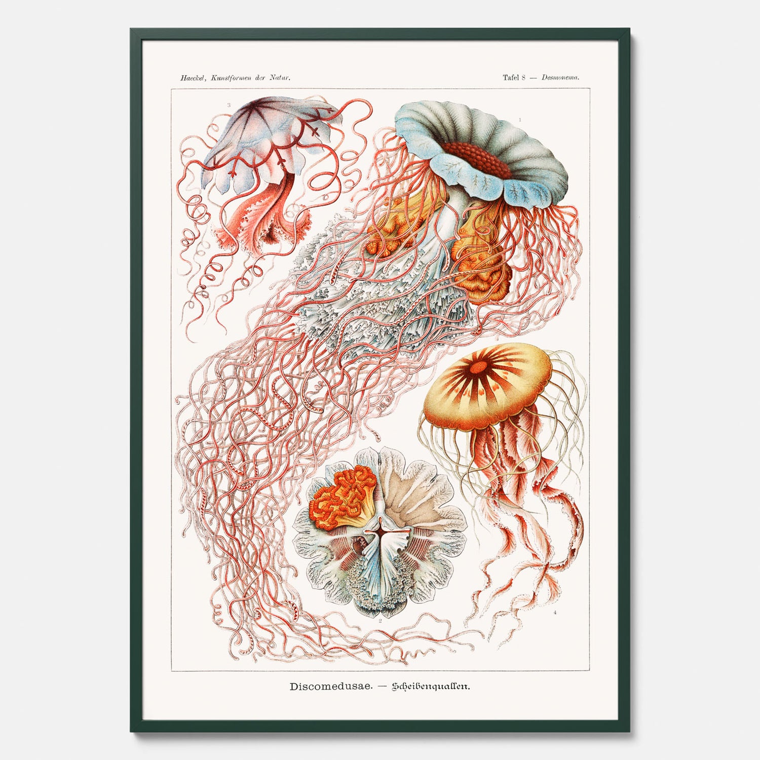 Maneter poster  – Havsposter med skivmaneter av Ernst Haeckel