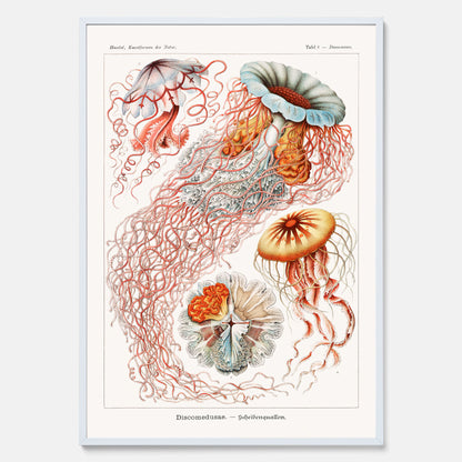 Maneter poster  – Havsposter med skivmaneter av Ernst Haeckel