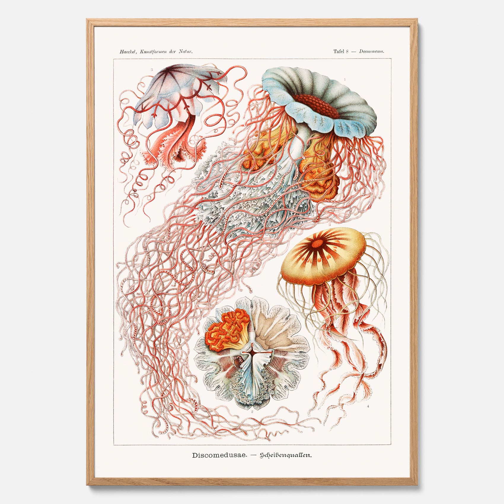 Maneter poster  – Havsposter med skivmaneter av Ernst Haeckel