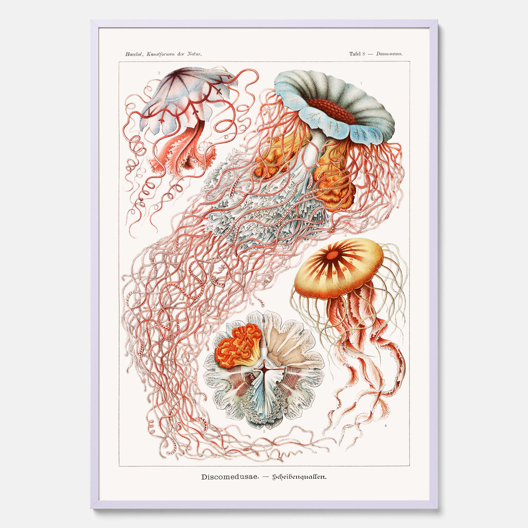 Maneter poster  – Havsposter med skivmaneter av Ernst Haeckel