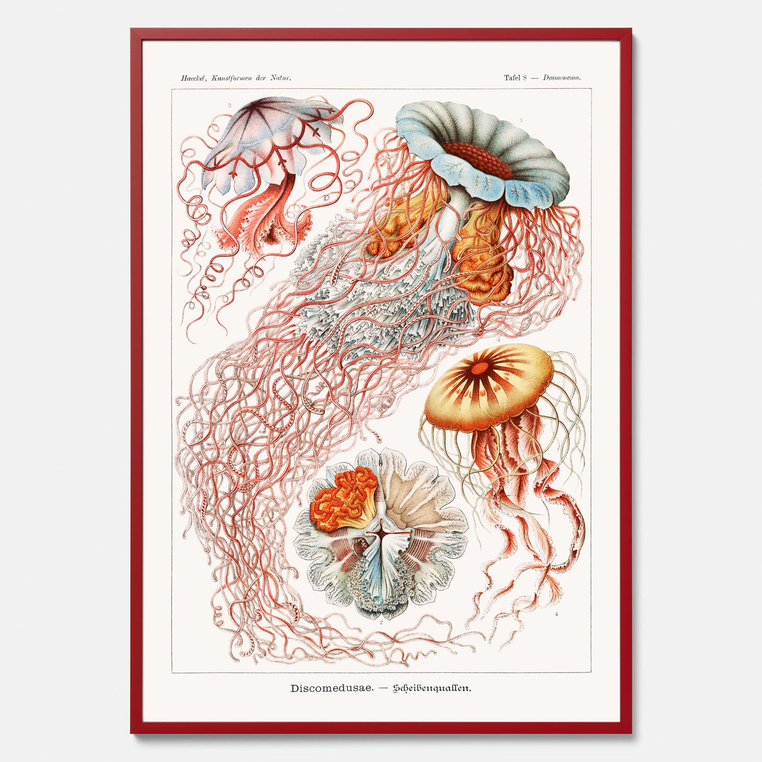 Maneter poster  – Havsposter med skivmaneter av Ernst Haeckel