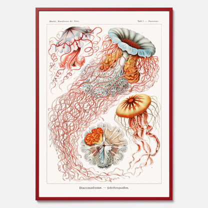 Maneter poster  – Havsposter med skivmaneter av Ernst Haeckel