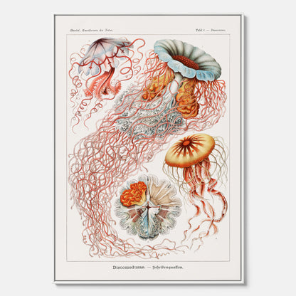 Canvastavla med Maneter  – Havsposter med skivmaneter av Ernst Haeckel