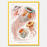 Maneter poster  – Havsposter med skivmaneter av Ernst Haeckel