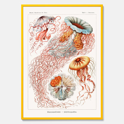 Maneter poster  – Havsposter med skivmaneter av Ernst Haeckel