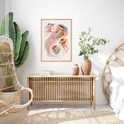 Maneter poster  – Havsposter med skivmaneter av Ernst Haeckel