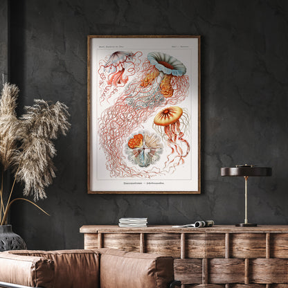 Maneter poster  – Havsposter med skivmaneter av Ernst Haeckel